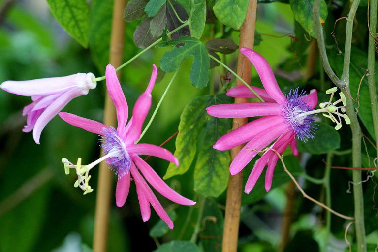 Passiflora kermesina