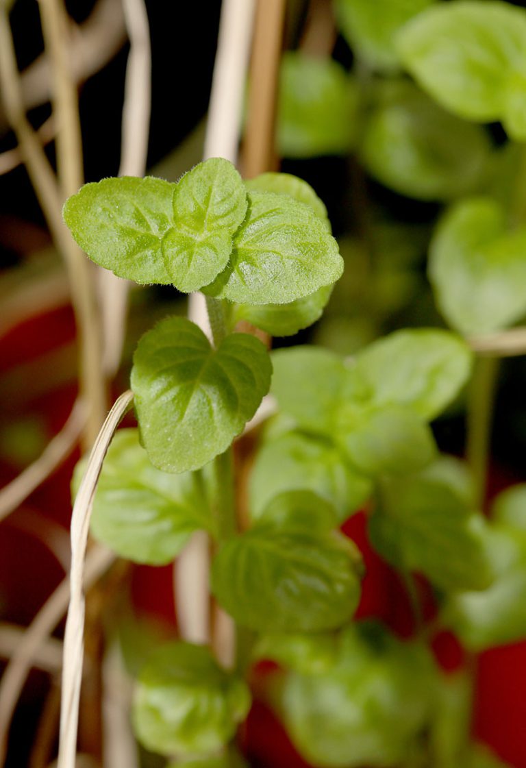 Mentha aquatica