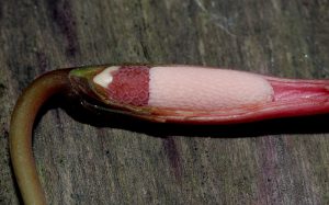 Piptospatha elongata