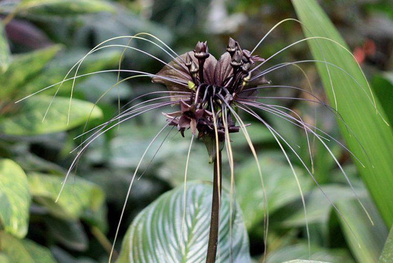Tacca chantrieri