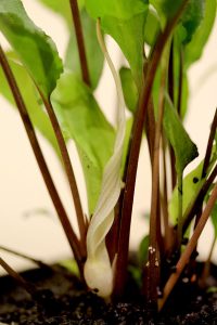 Cryptocoryne alba Ingiriya