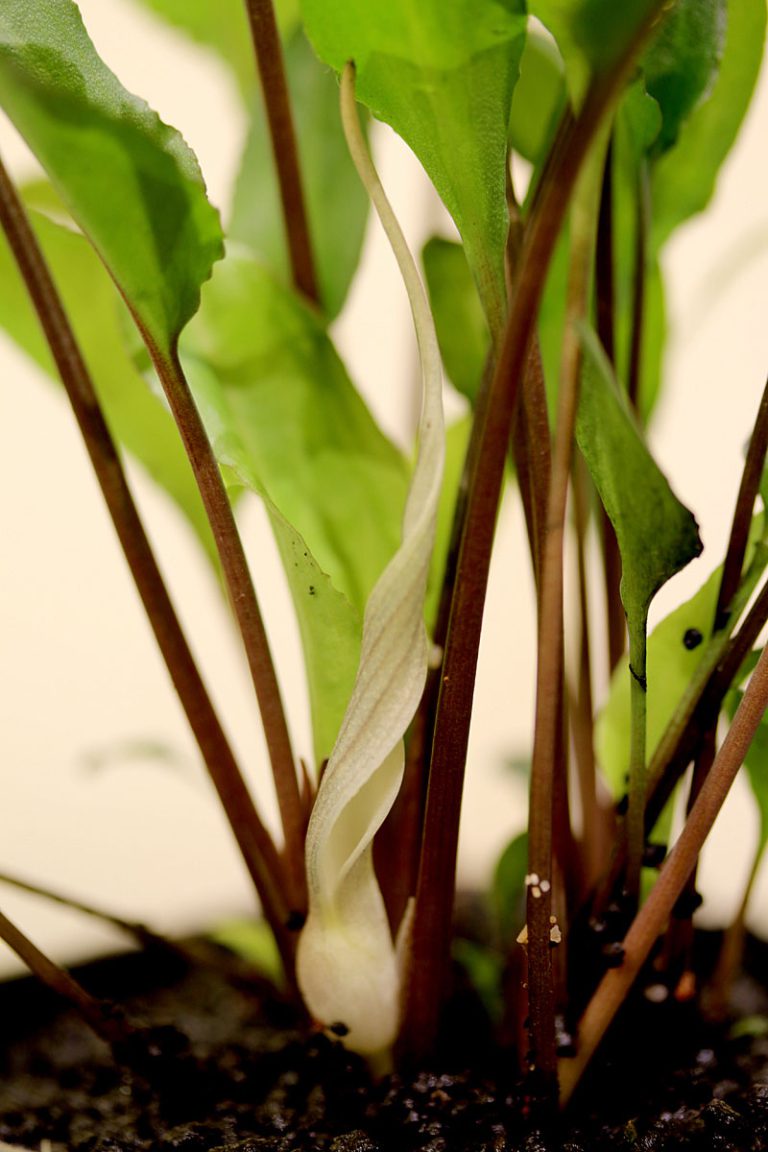 Cryptocoryne alba Ingiriya