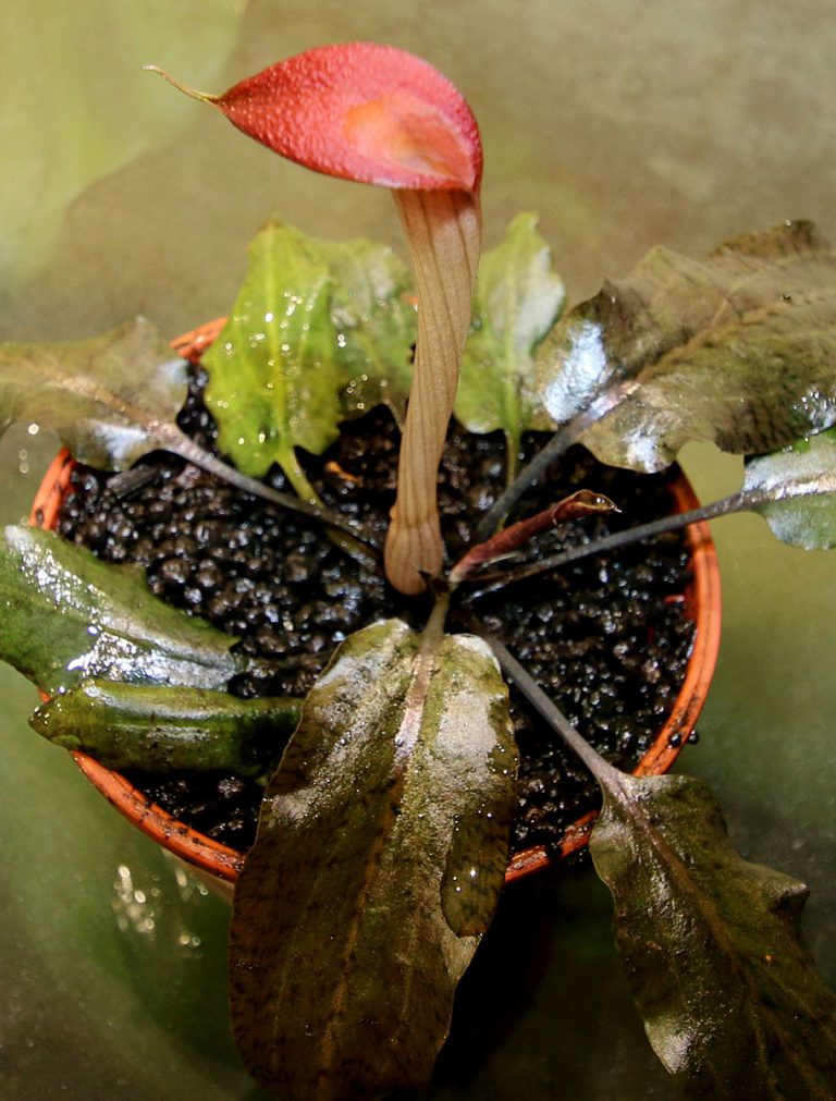 Cryptocoryne purpurea