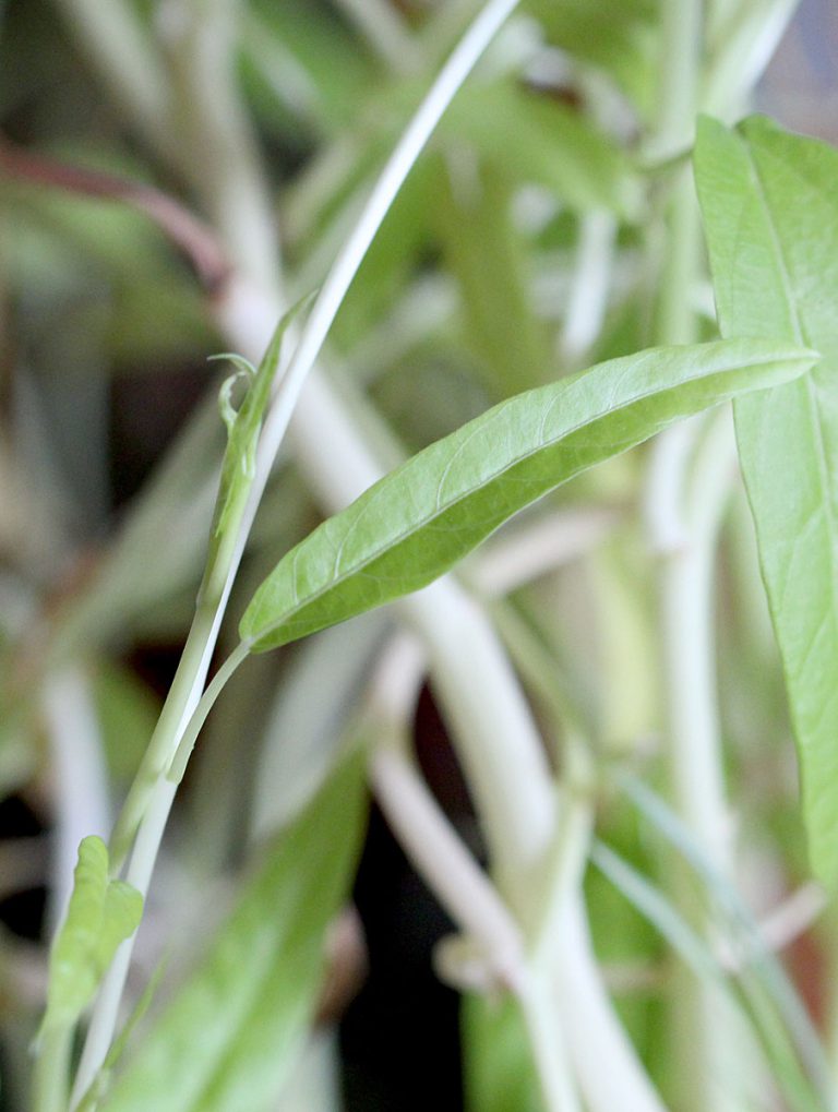 Ipomoea aquatica