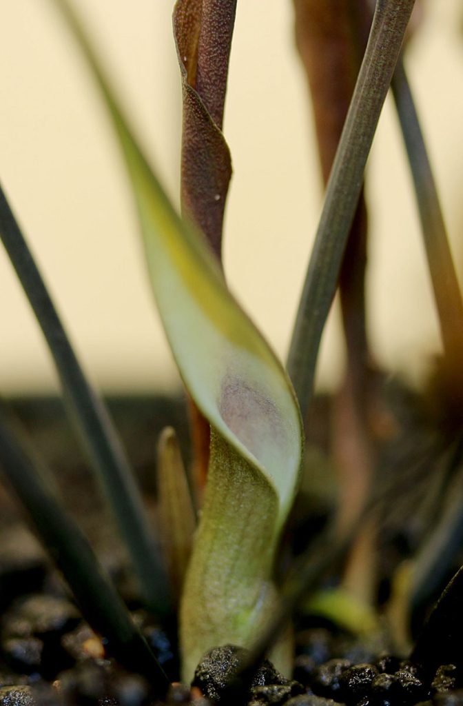 Cryptocoryne alba Red