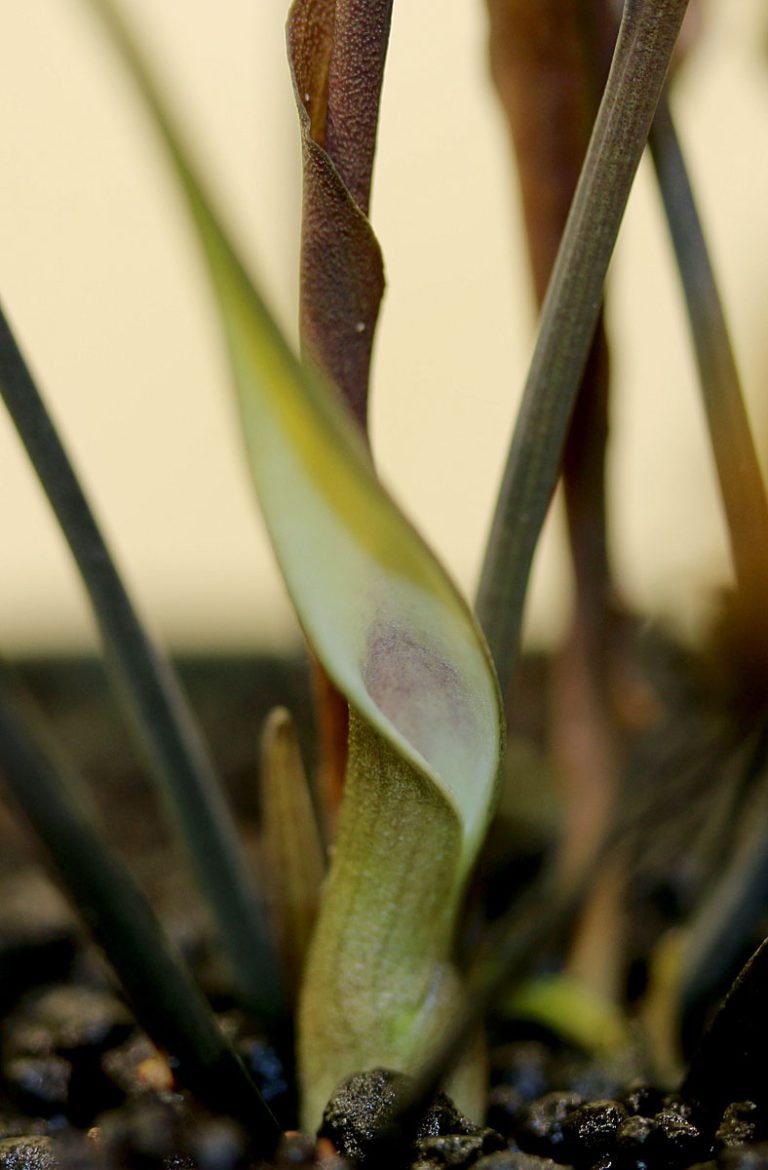 Cryptocoryne alba Red