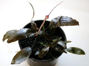 Cryptocoryne sp. Sanggau