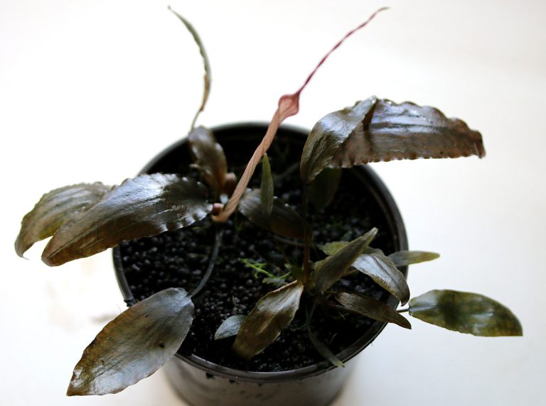 Cryptocoryne sp. Sanggau