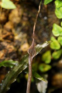 Cryptocoryne sp. Sanggau