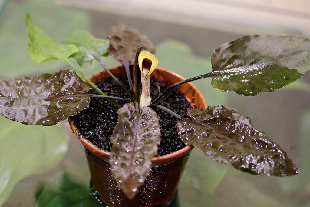 Cryptocoryne "Sg. Pelan"