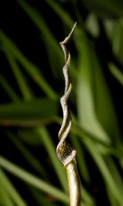 Cryptocoryne crispatula var. balansae