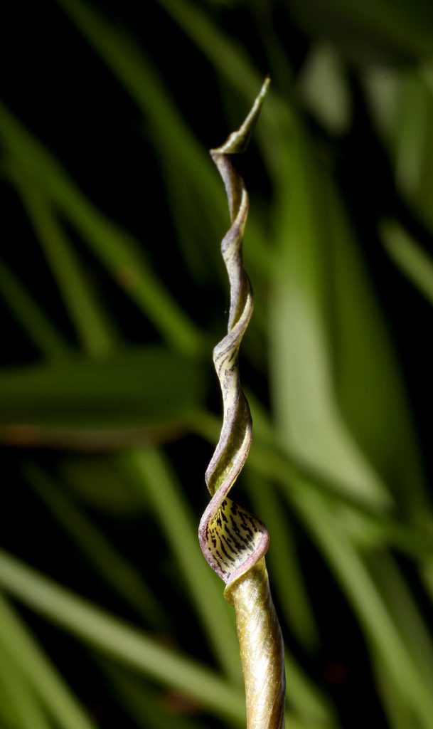 Cryptocoryne crispatula var. balansae