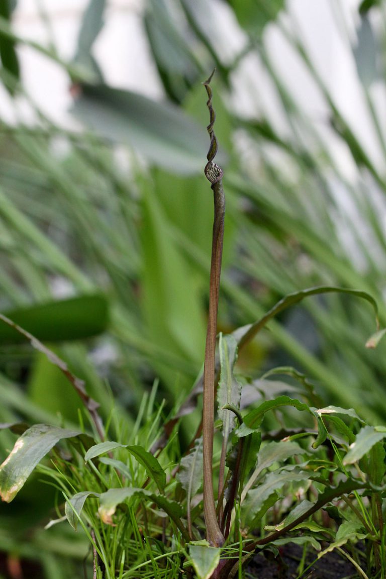 Cryptocoryne crispatula var. balansae