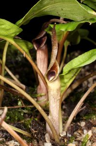 Cryptocoryne wendtii