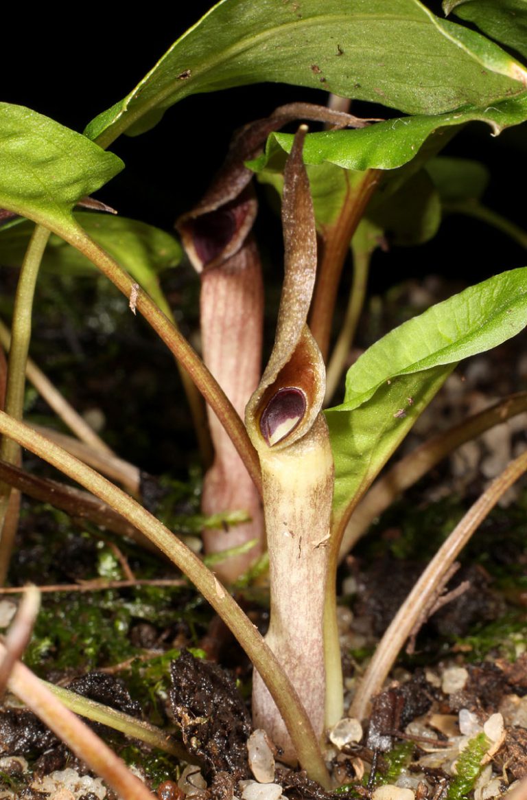 Cryptocoryne wendtii