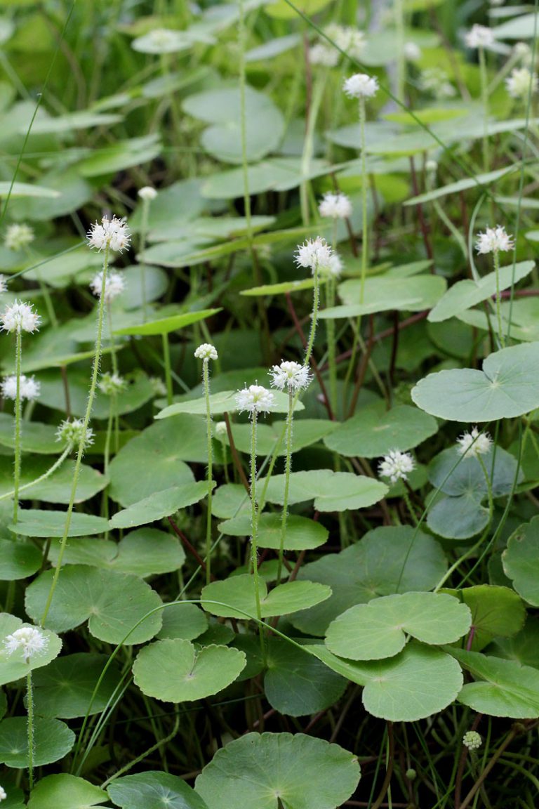 Hydrocotyle sibthorpioides