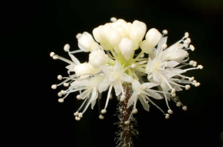 Hydrocotyle sibthorpioides