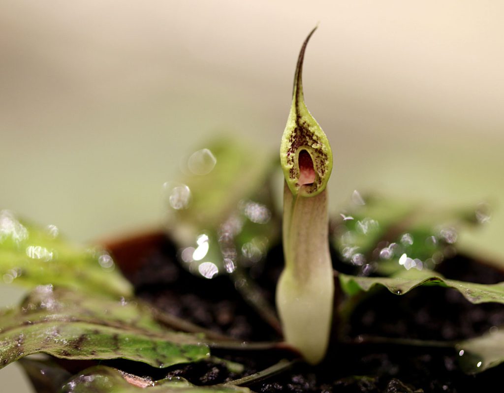 Cryptocoryne xtimahensis