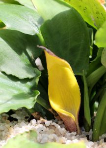 Cryptocoryne pontederiifolia