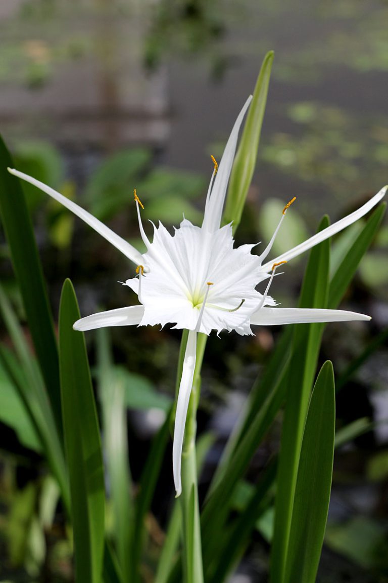 Hymenocallis littoralis