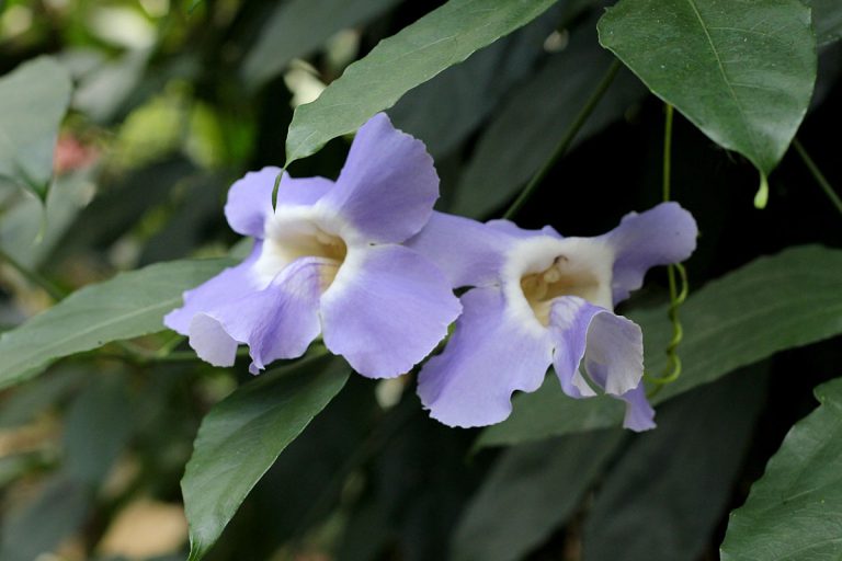 Thunbergia grandiflora
