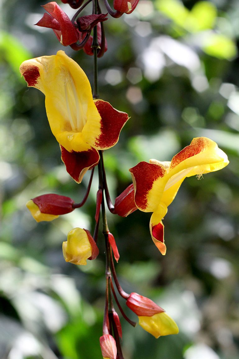 Thunbergia mysorensis