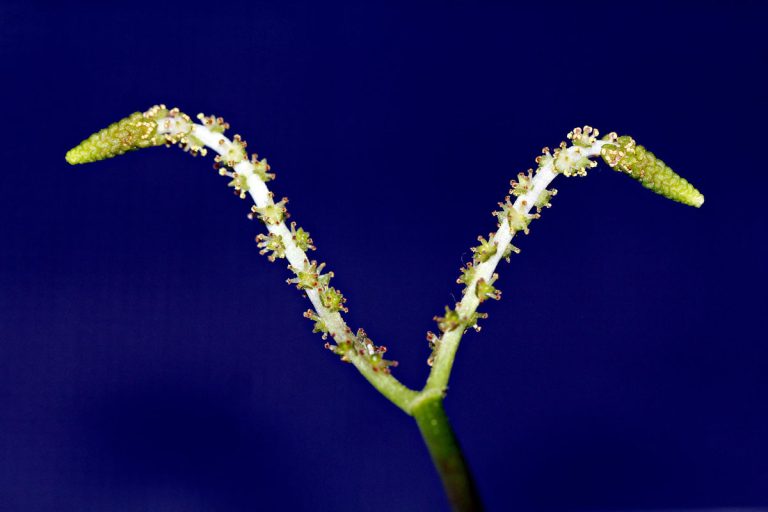 Aponogeton masoalaensis