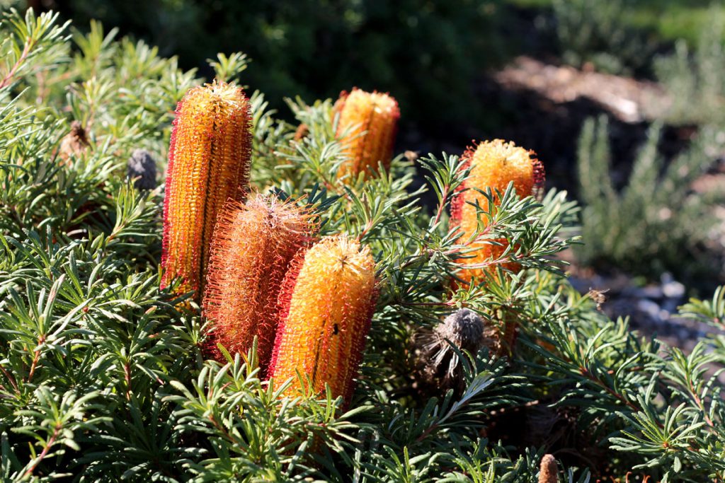 Banksia spinulosa