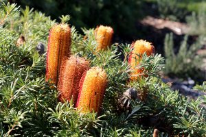 Banksia spinulosa
