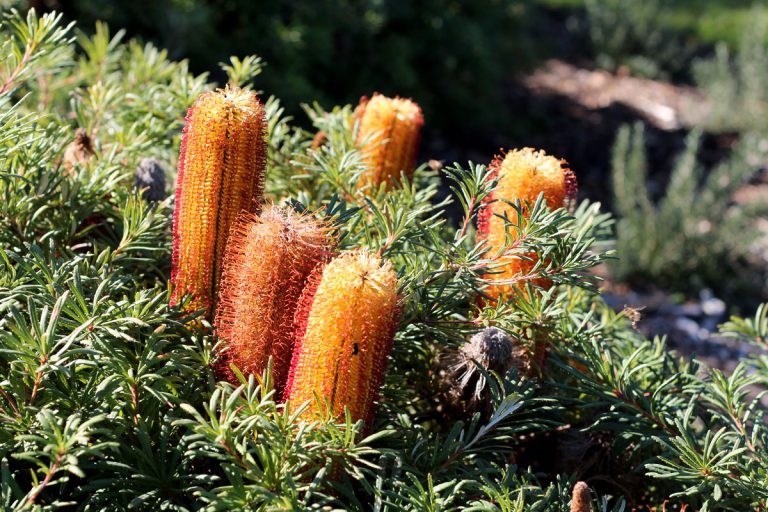 Banksia spinulosa