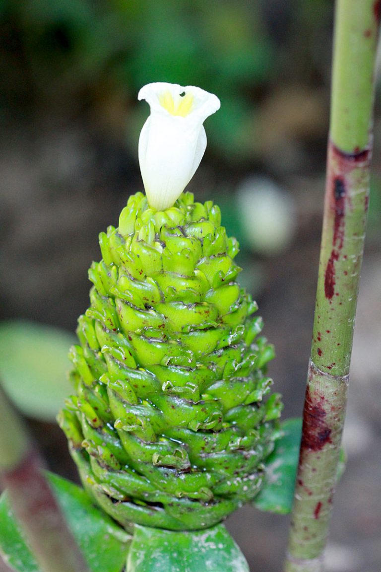 Costus spiralis