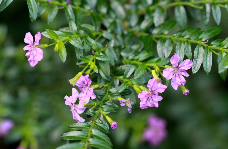 Cuphea hyssopifolia