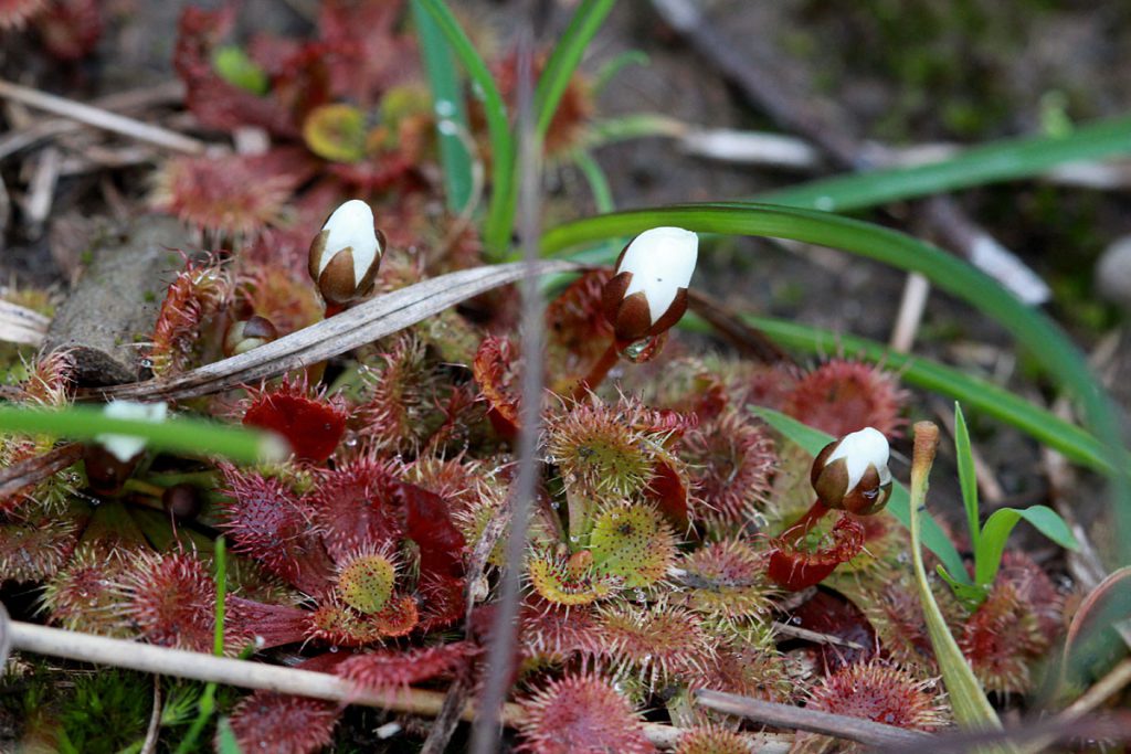 Drosera aberrans