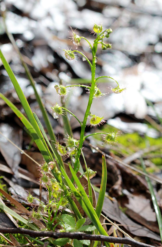 Drosera sp.
