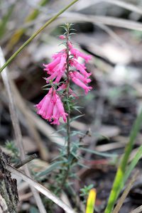 Epacris impressa