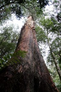 Eucalyptus regnans