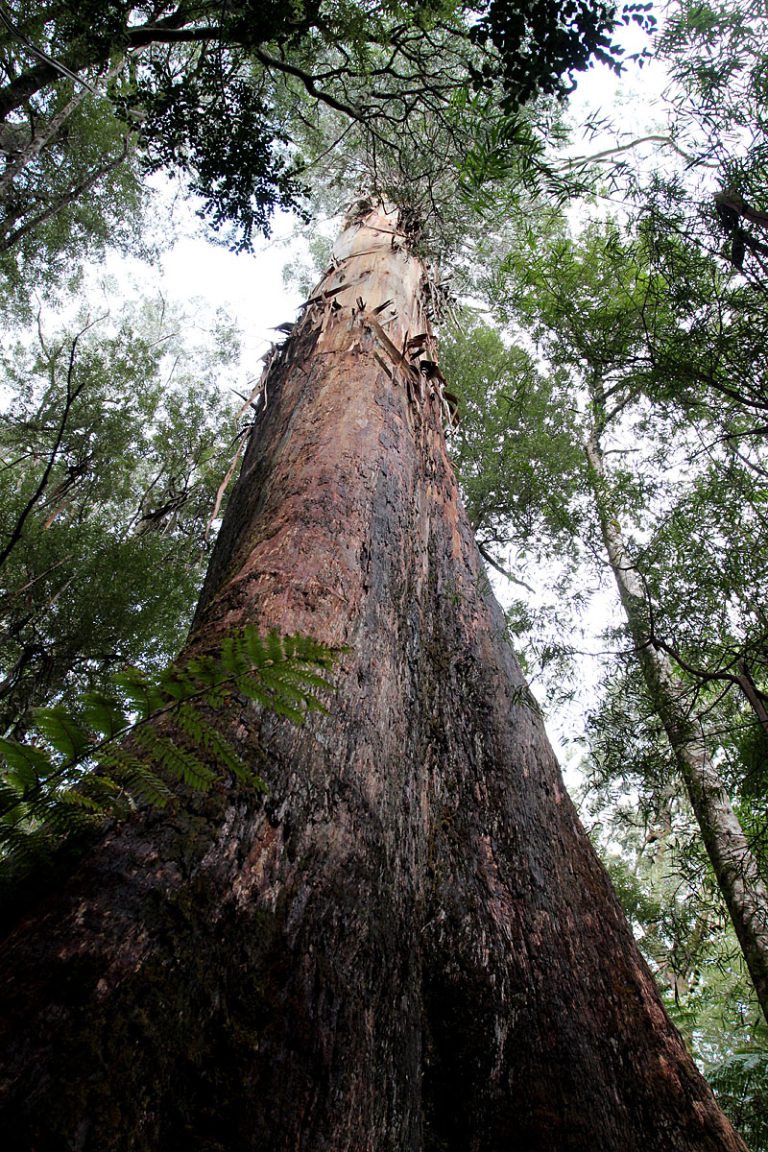 Eucalyptus regnans