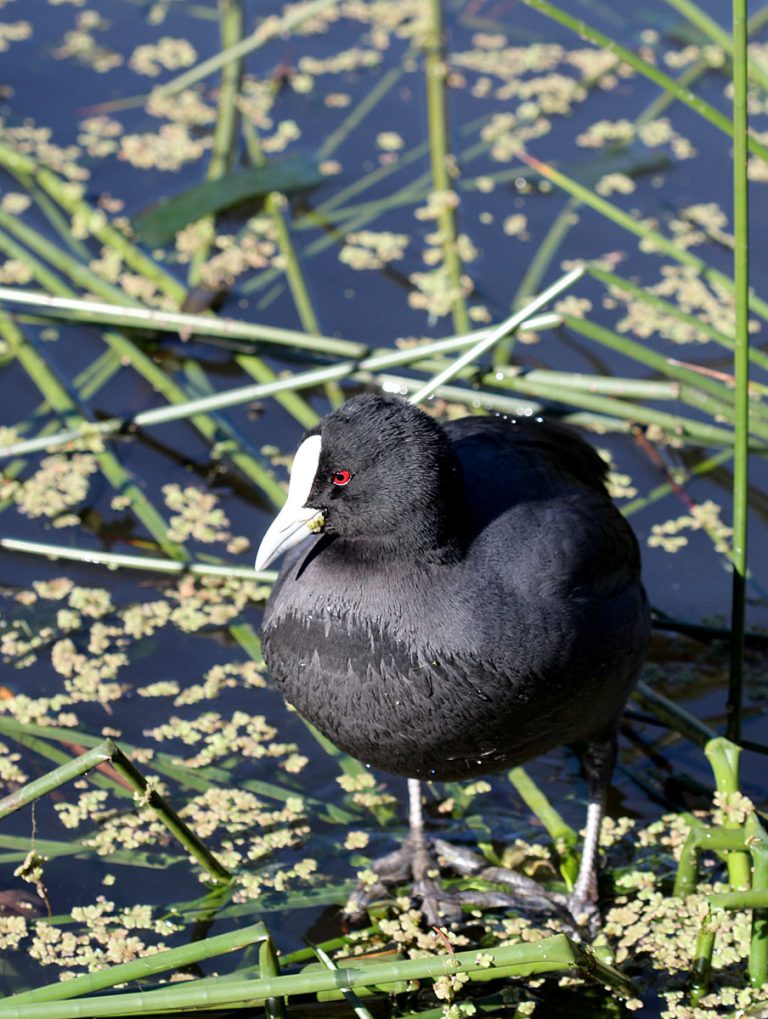 Fulica atra australis