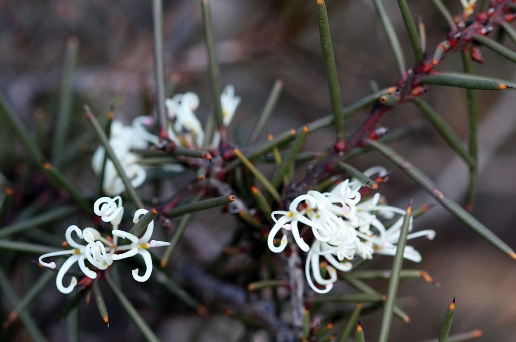 Hakea decurrens