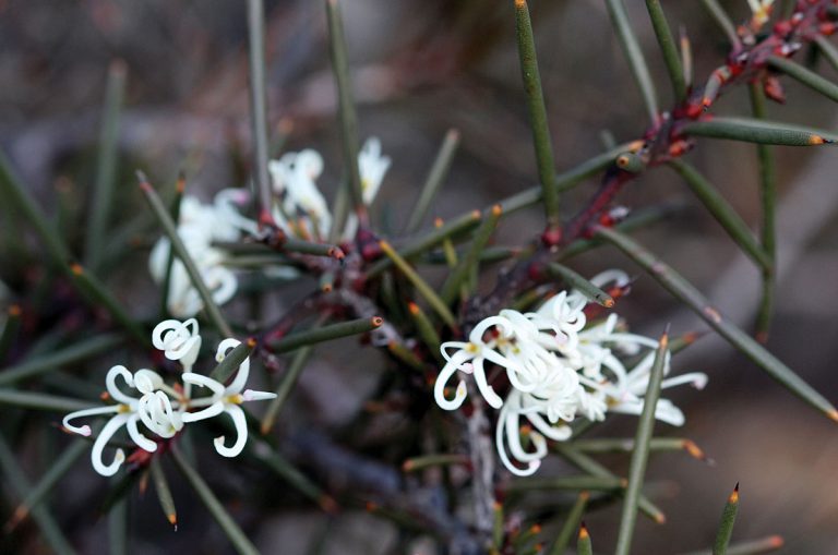 Hakea decurrens