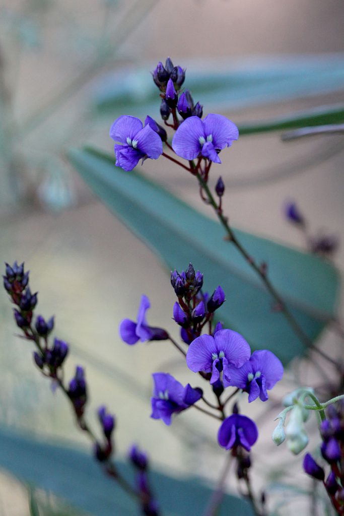 Hardenbergia violacea