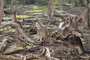 Macropus giganteus