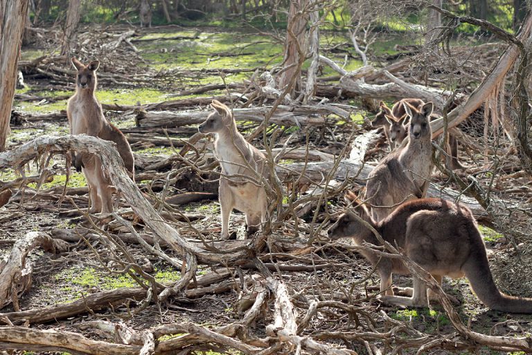 Macropus giganteus