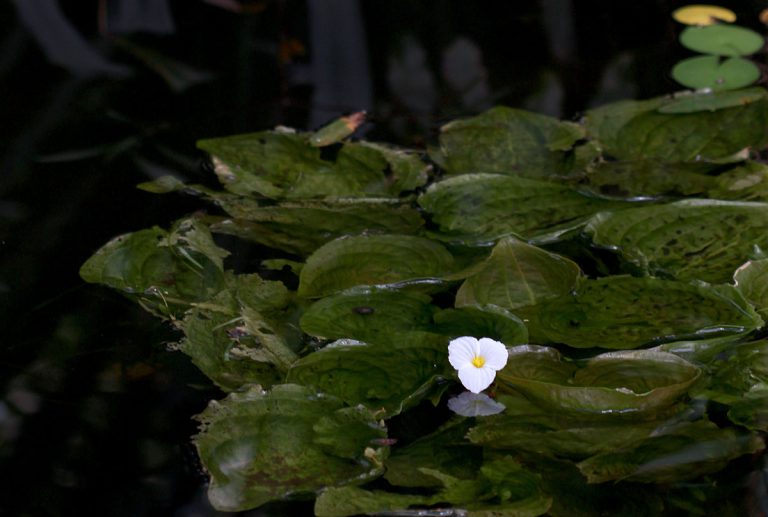 Ottelia alismoides