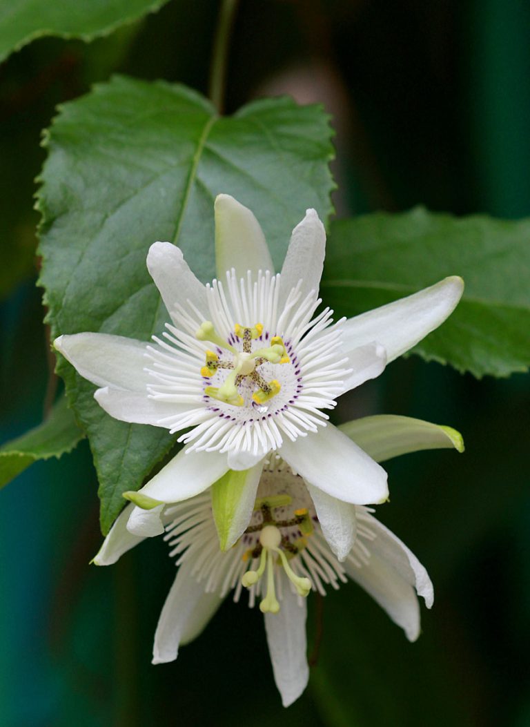 Passiflora malacophylla