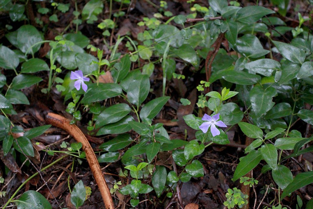 Vinca major