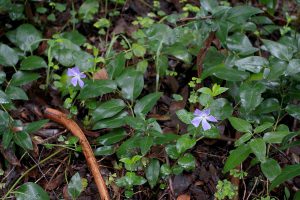 Vinca major