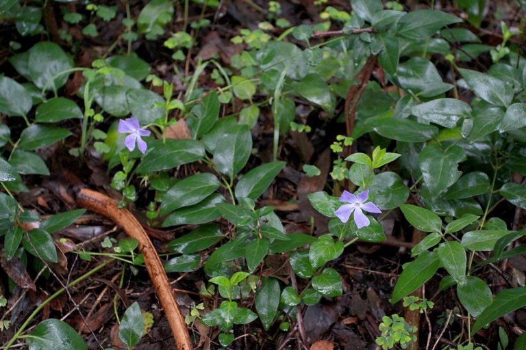 Vinca major