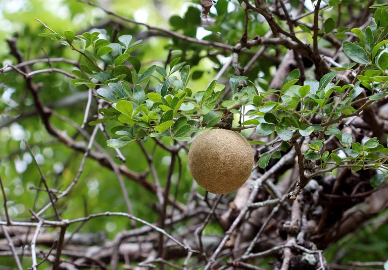 Limonia acidissima