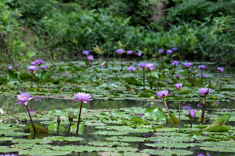 Nymphaea nouchali